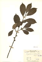 Cleyera japonica var. morii Collection Image, Figure 3, Total 3 Figures